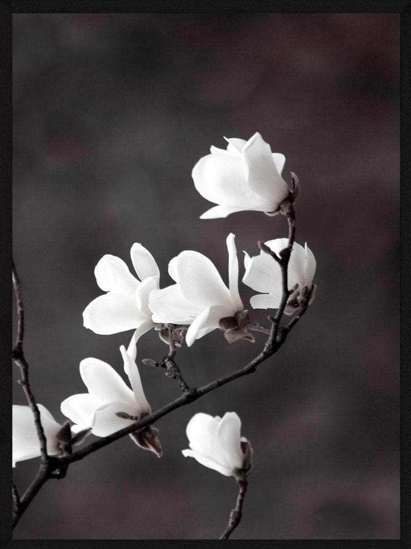 Magnolia Blomster Plakat – Botanisk Kunst til Dit Hjem
