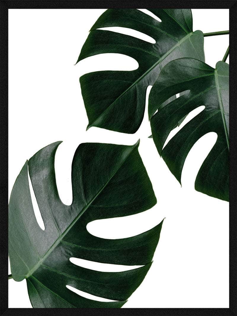 Monstera Plakat – Botanisk Skønhed til Dit Hjem