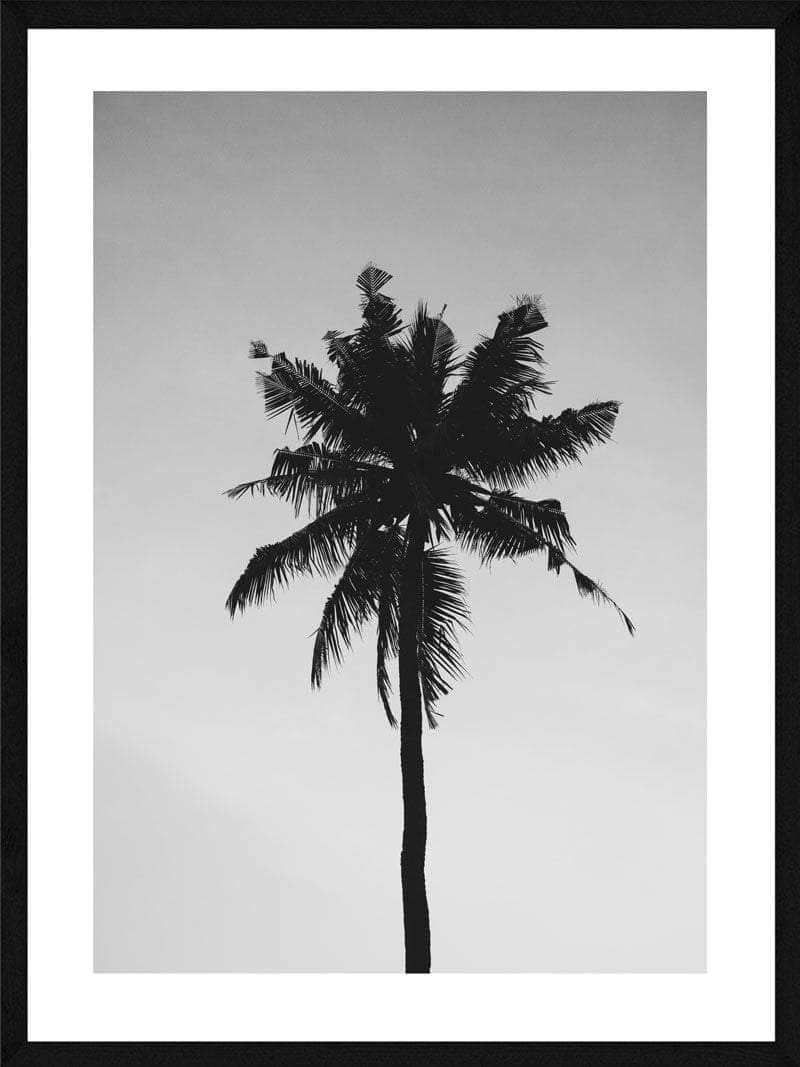 Øde Palme Plakat med Sort/Hvid Horizon fra Postersbyus