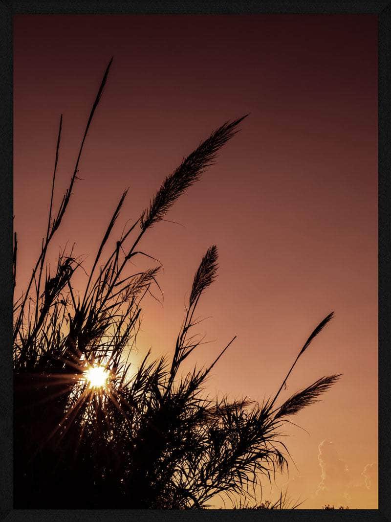 Pampas Rød Himmel Plakat - Trendy Botanisk Vægkunst