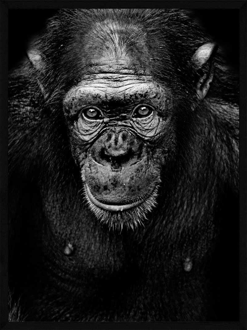 Portræt af Chimpanse – Unik Dyr Plakat til Indretning