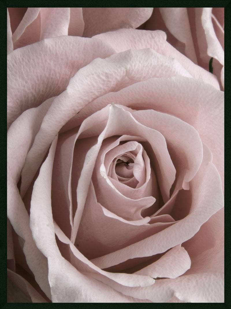 Rosen Closeup Plakat – Smuk Botanisk Vægdekoration