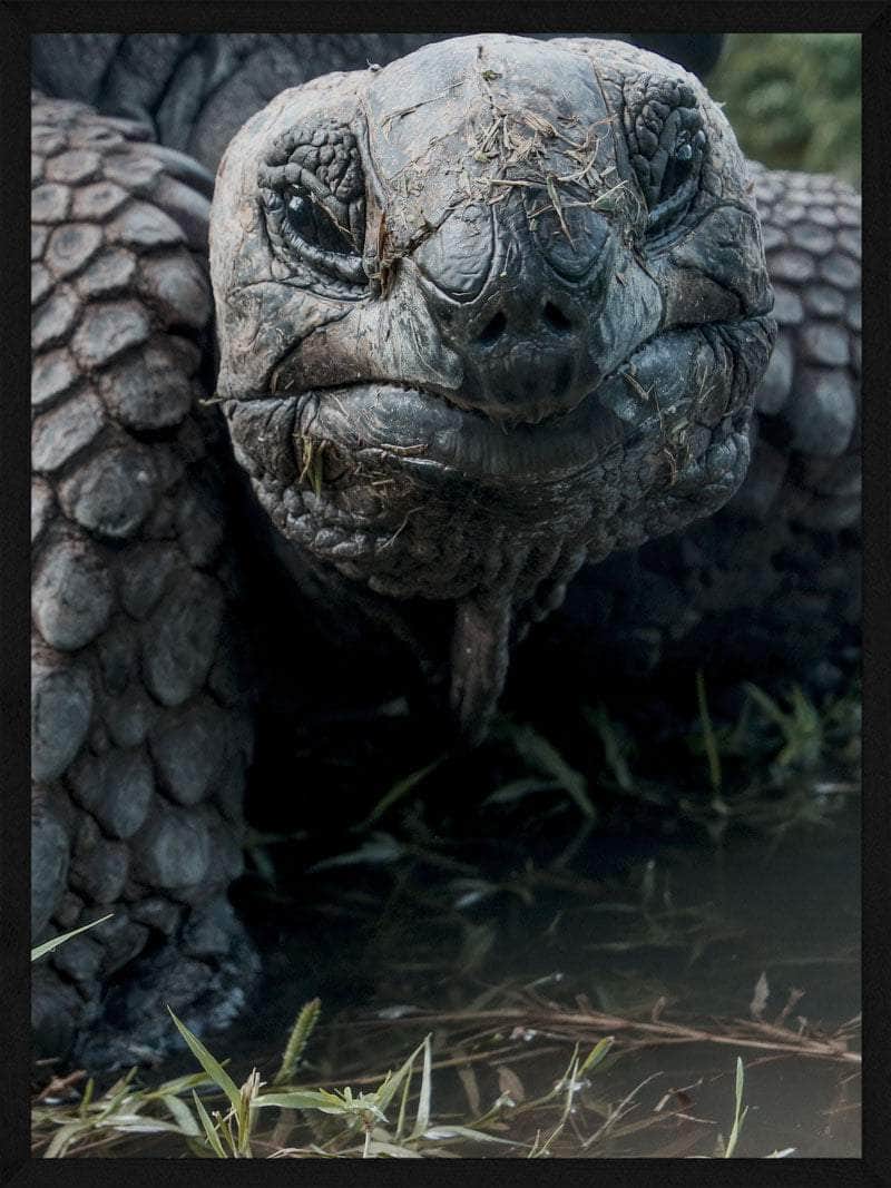 Skildpadde Plakat – Beskyt Havskildpadder i Dit Hjem