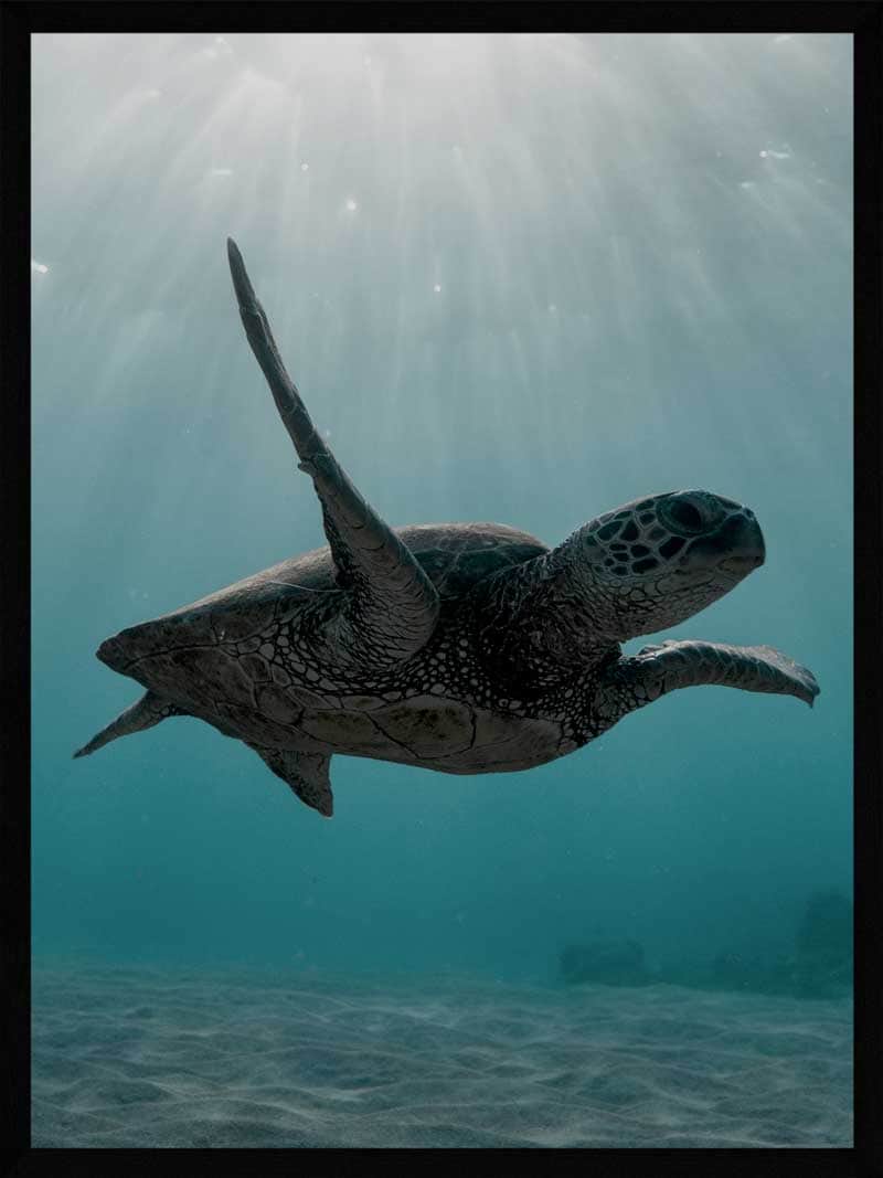 Skildpadde Under Havet Plakat – Smuk Dyremotiv Dekoration