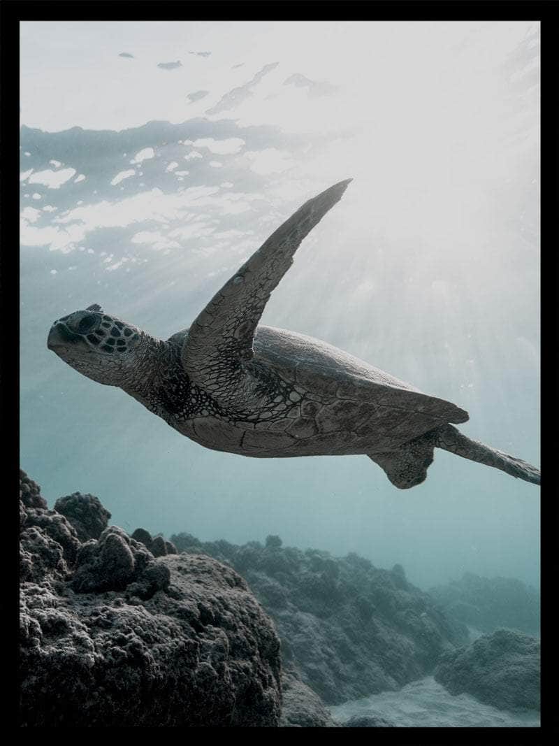 Skildpadde Under Vandet Plakat – Smukt Dyremotiv til Hjemmet