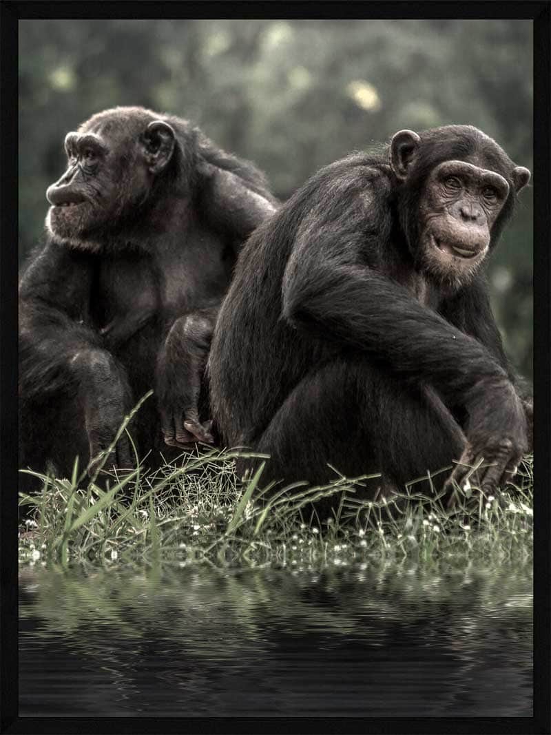 To Chimpanser ved Vandet – Plakat fra Postersbyus